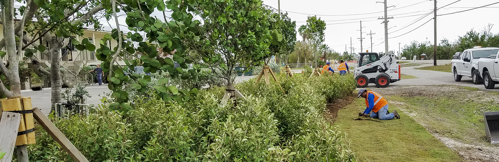 Landscape Planting along SR 5/Overseas Highway in Big Pine Key